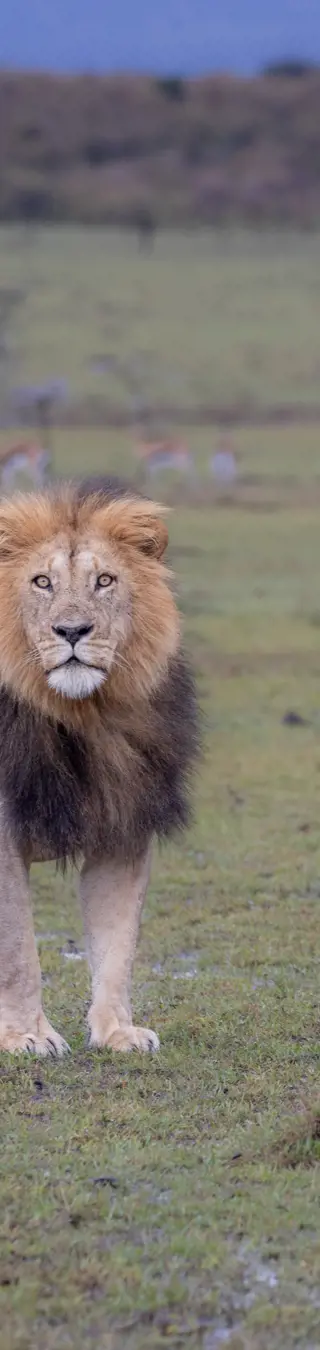 Mächtiger Löwe